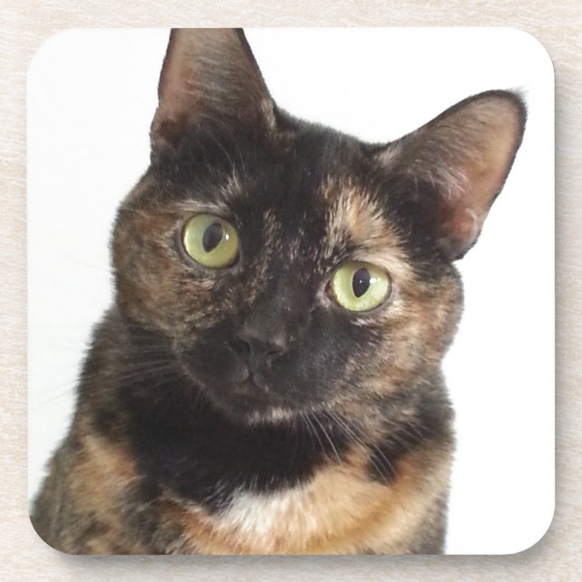 Tortoiseshell Cat Coaster (Front)