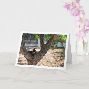 Tortoiseshell Cat in Tree Card
