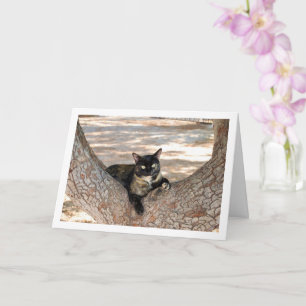 Tortoiseshell Cat in Tree Card