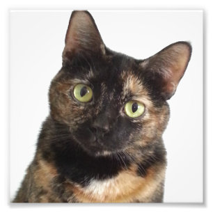 Tortoiseshell Cat Photo Print