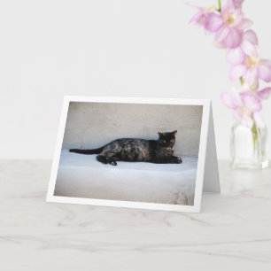 Tortoiseshell Cat Portrait Card