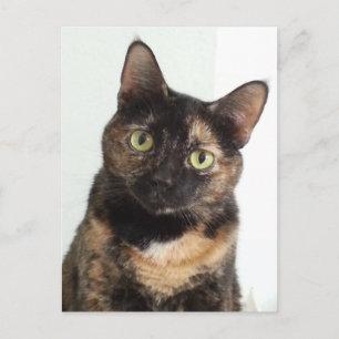 Tortoiseshell Cat Postcard