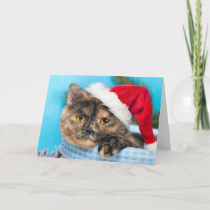 Tortoiseshell Cat Purr-fect Holiday Season