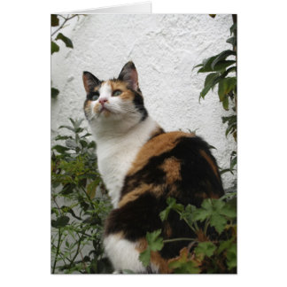 Tortoiseshell et Chat blanc