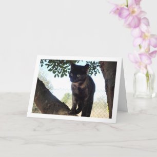 Tortoiseshell Kitten in Tree Card