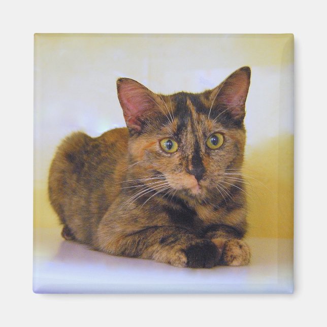 Tortoiseshell Kitten Magnet (Front)