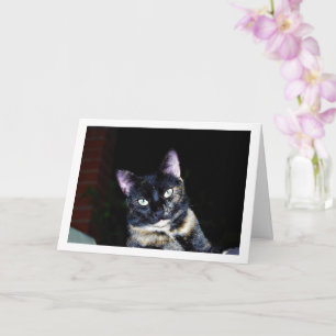 Tortoiseshell Kitten Portrait Card