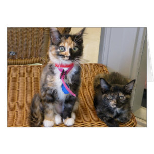 Tortoiseshell Kitties