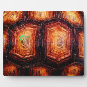 Tortoiseshell Plaque