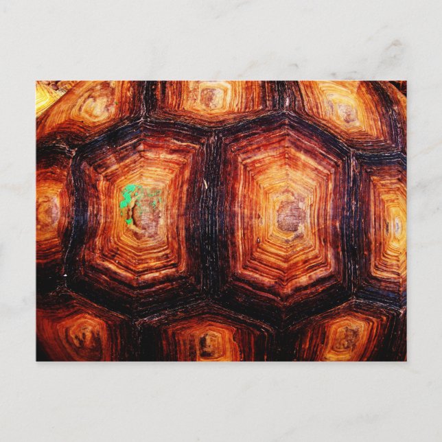 Tortoiseshell Postcard (Front)
