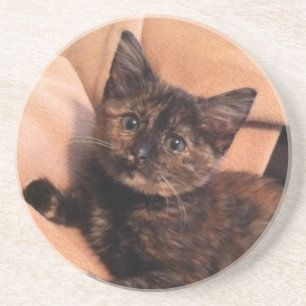 Tortoiseshell, Tortie, Tortie Kitten, Kitten, Cat, Coaster