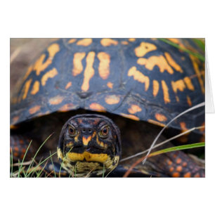 Tortue
