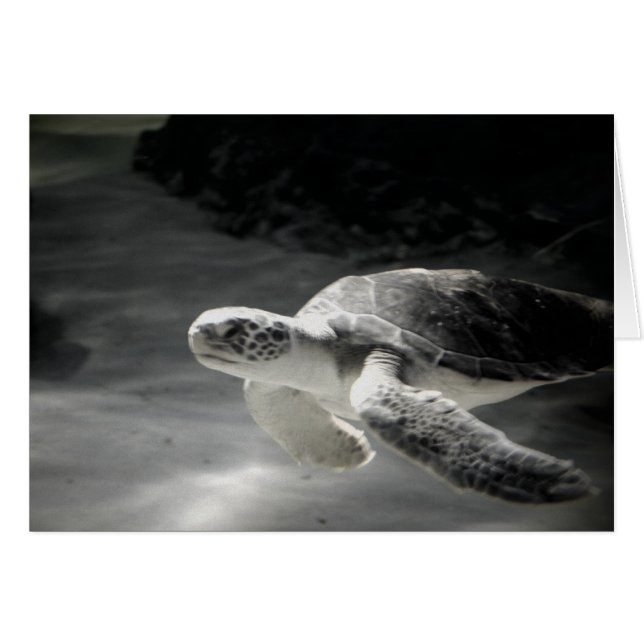 Tortue (Devant horizontal)