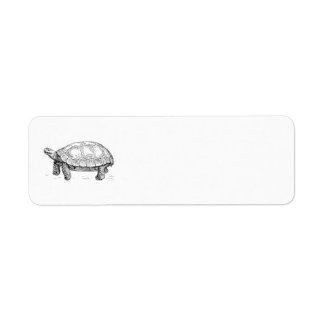 Tortue