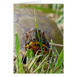Tortue