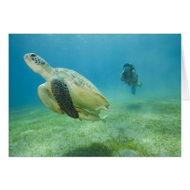 Tortue (Devant horizontal)