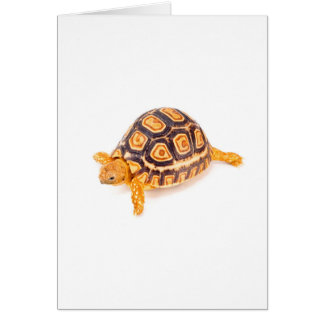 Tortue