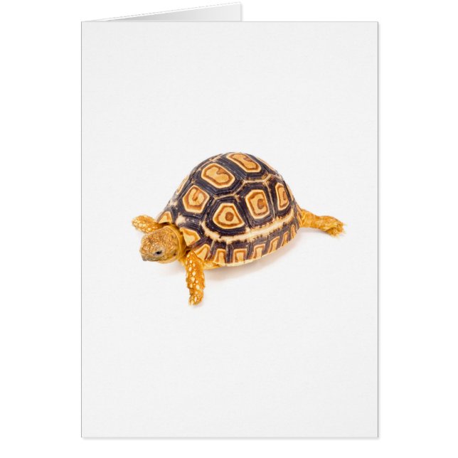Tortue (Devant)