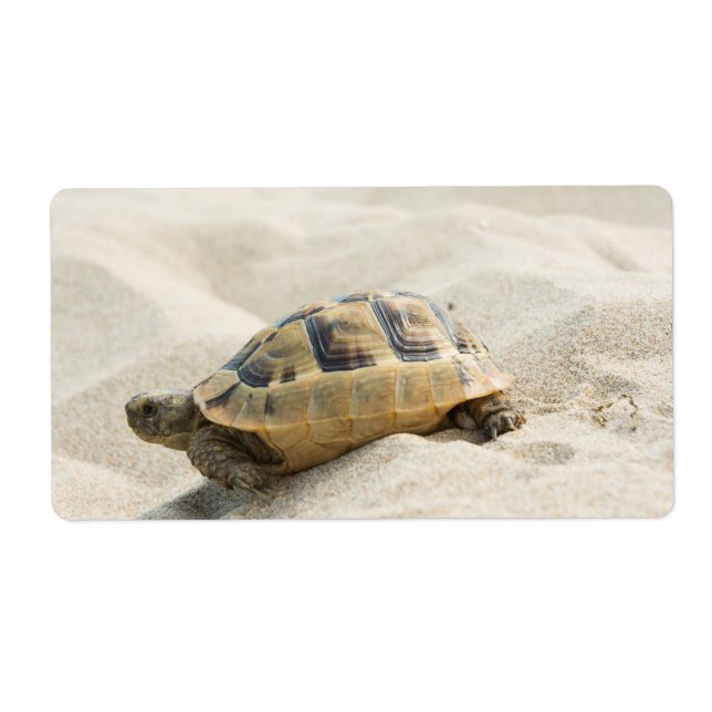 Tortue (Devant)