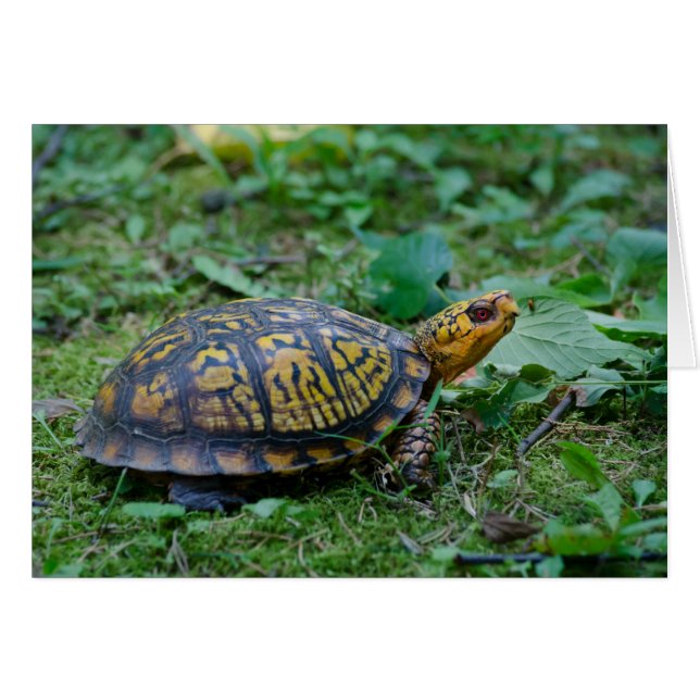 Tortue à boîte orientale (Devant horizontal)