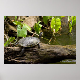 Tortue assise sur une affiche
