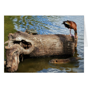 Tortue, canard et éléments nutritifs