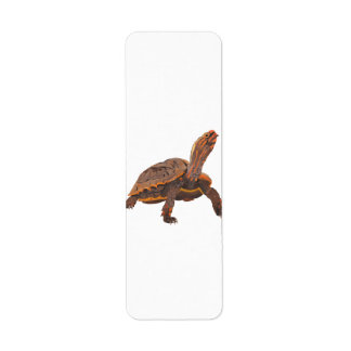 Tortue Copie Copie Copie Copie Copie Copie Copie
