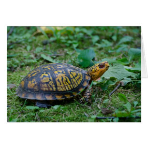 Tortue de boîte orientale