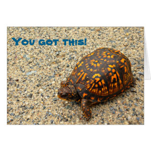 Tortue de boîte vous avez obtenu ceci !