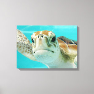 Tortue de mer dans la copie enveloppée par toile