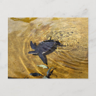 Tortue de mer dans les eaux d'or Carte postale