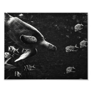Tortue de mer - Impression photo