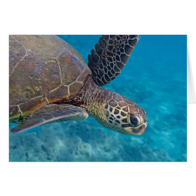 Tortue de mer verte (Devant horizontal)