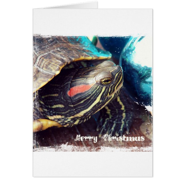 Tortue de Noël (Devant)
