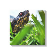 Tortue en toile gros plan