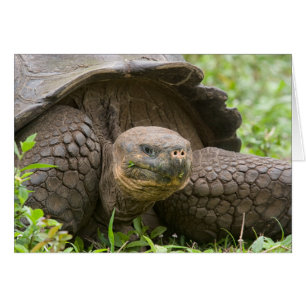 Tortue géante