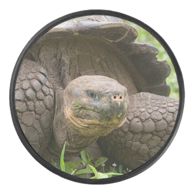 Tortue géante (Devant)