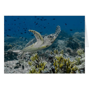 Tortue imbriquée nageant
