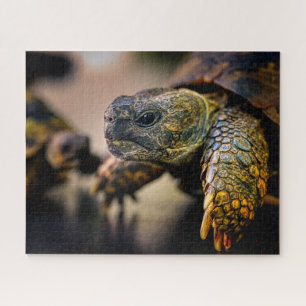 Tortue, Jigsaw Puzzle