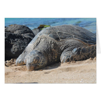 Tortue Maui
