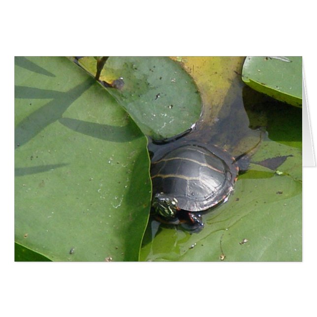Tortue peinte par bébé sur des articles de Lilypad (Devant horizontal)