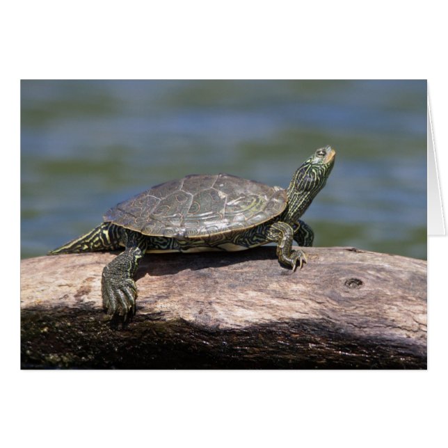 Tortue peinte par jour ensoleillé (Devant horizontal)