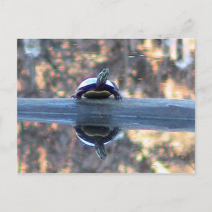 Tortue reflétée dans la carte postale de l'étang