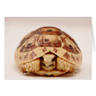Tortue se cachant en coque