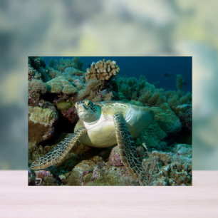 Tortue verte de mer après s'être reposée parmi le
