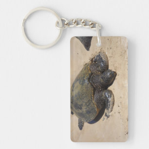 Tortues