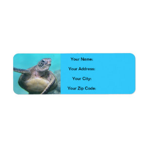 Tortues d'Hawaï - Honu