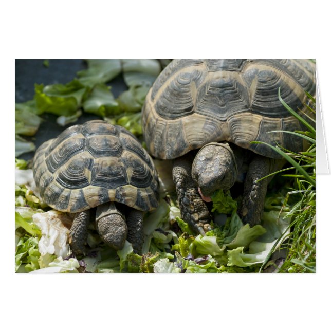 Tortues mignons (Devant horizontal)