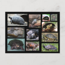 Tortues, Terrapins et Torts de carte postale SC