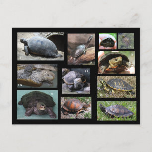 Tortues, Terrapins et Torts de carte postale SC